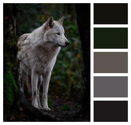 White Wolf Timber Wolf Grey Wolf Image